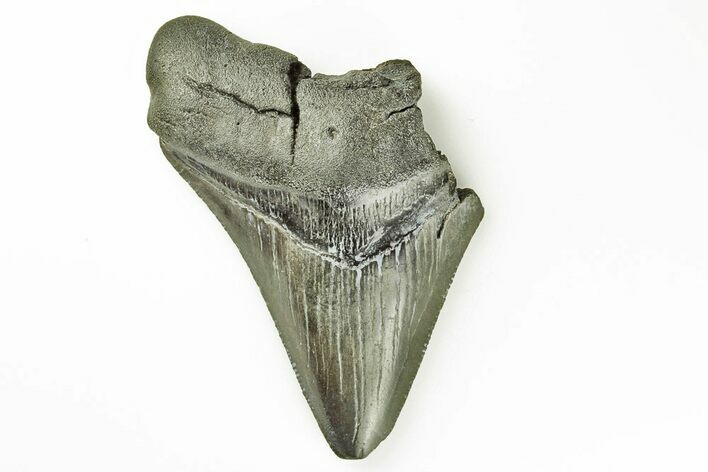 Fossil Megalodon Tooth - South Carolina #171100